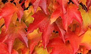 Autumn leaves